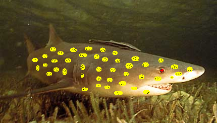 requin citron